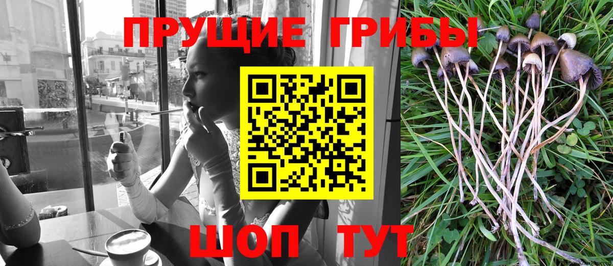 Галлюциногенные грибы Psilocybine cubensis  Псилоцибиновые грибы мицелий  Торжок  Вход с VPN 